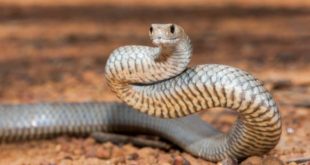 Snake bites student on his way to prep in Ghana