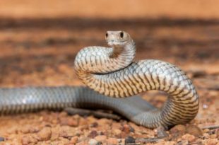Snake bites student on his way to prep in Ghana