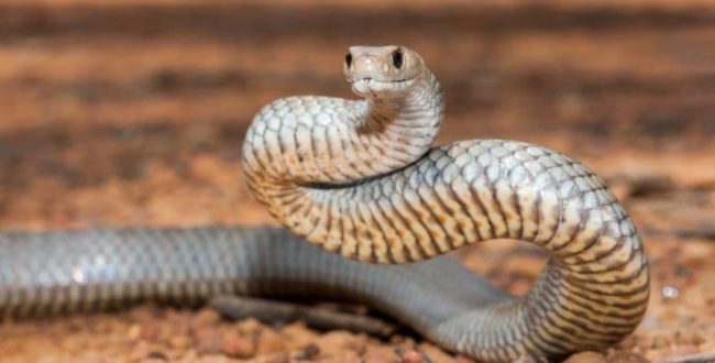 Snake bites student on his way to prep in Ghana