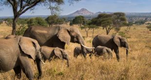 At least five elephants killed in Chad, fears of a resumption of poaching