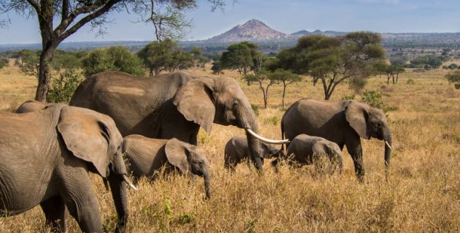 At least five elephants killed in Chad, fears of a resumption of poaching