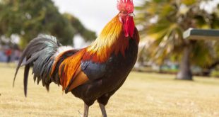 Rooster loses court battle over noise complaint