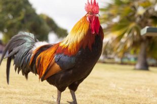 Rooster loses court battle over noise complaint