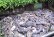 Man devoured by 40 crocodiles after falling into an enclosure