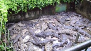 Man devoured by 40 crocodiles after falling into an enclosure