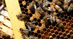 Mother stung 75 times by bees while protecting her children