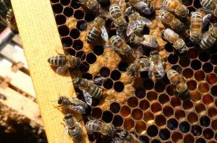 Mother stung 75 times by bees while protecting her children