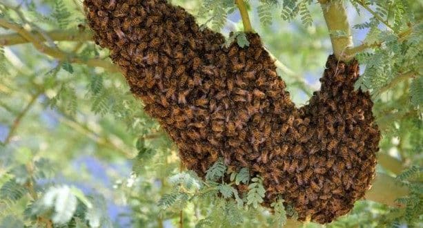 Bees kill six passengers after road accident