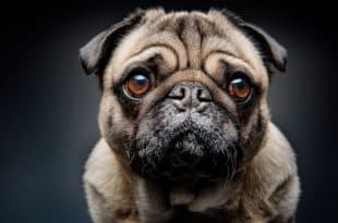 Angry youths kill 11 dogs in Gomoa