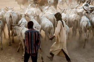 Nigeria quarantines farm as anthrax outbreak confirmed