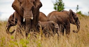 Study of elephant dung in Kenya reveals varied diet