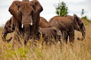 Namibia: 700 animals to be slaughtered