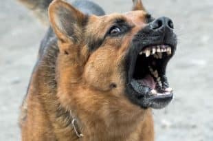 Dog chases man to death in Kwara State