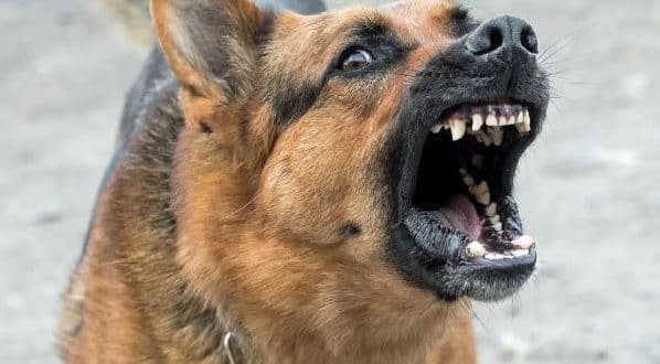 Dog chases man to death in Kwara State