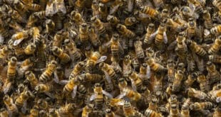 Fear as five million bees escape from a truck in Canada