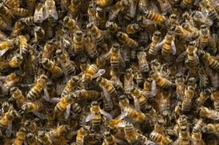 Fear as five million bees escape from a truck in Canada