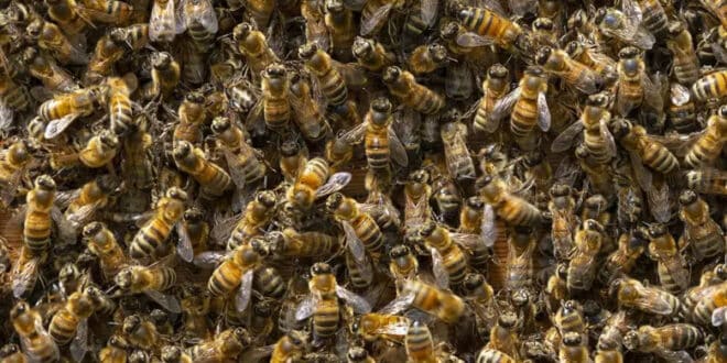 Fear as five million bees escape from a truck in Canada