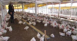 Namibia bans poultry imports from South Africa over bird flu