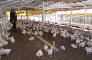 Namibia bans poultry imports from South Africa over bird flu
