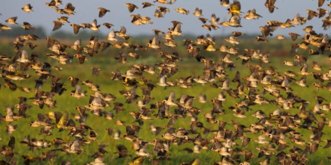 Tanzania culls five million invasive quelea birds
