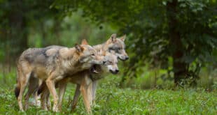 Ursula von der Leyen warns of wolf packs in the EU