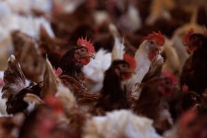Bird flu outbreak reported at laying hen farm in Mozambique