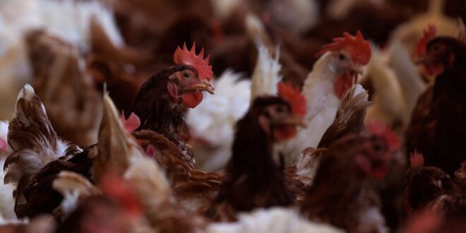 Bird flu outbreak reported at laying hen farm in Mozambique