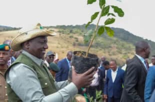 Kenya declares public holiday for tree planting