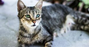 Investigation opened after the alleged poisoning of nearly 50 cats