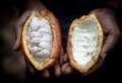 Cocoa prices at record high after drought hits harvests