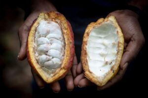 Cocoa prices at record high after drought hits harvests