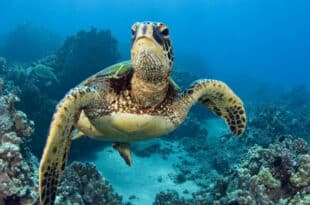 Eight (8) children die after eating sea turtle in Zanzibar
