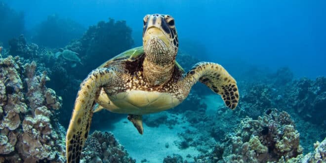 Eight (8) children die after eating sea turtle in Zanzibar