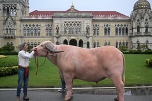 Giant albino buffalo sold at a high price becomes a star
