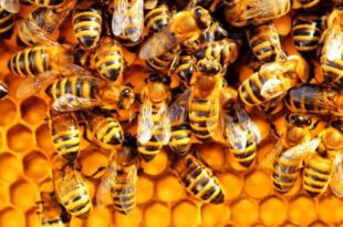 Bees attack a church, killing a man