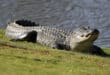 Body of a woman found in the mouth of an alligator