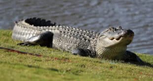 Body of a woman found in the mouth of an alligator