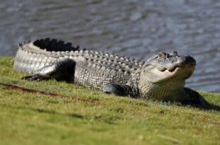 Body of a woman found in the mouth of an alligator