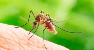 Djibouti releases GMO mosquitoes to eradicate malaria