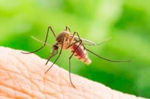 Djibouti releases GMO mosquitoes to eradicate malaria