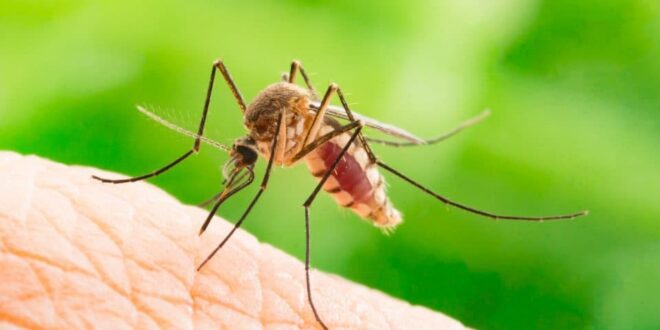 Djibouti releases GMO mosquitoes to eradicate malaria