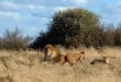 Residents urged to be vigilant against roaming lions in Kenyan capital