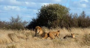 Residents urged to be vigilant against roaming lions in Kenyan capital