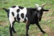 People died after consuming stolen goat