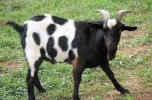 People died after consuming stolen goat