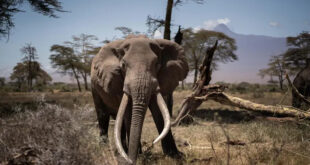 American tourist killed in Zambia elephant attack
