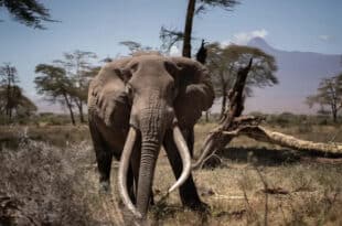 American tourist killed in Zambia elephant attack
