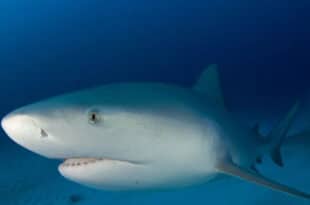 At least three injured in two shark attacks in Florida