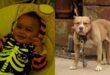 Seven-month-old baby dies after being bitten by parents' dog