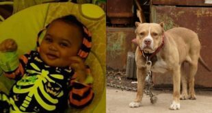 Seven-month-old baby dies after being bitten by parents' dog